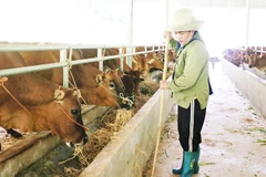 Chăn nuôi đại gia súc trở thành sinh kế bền vững tại xã Nghiên Loan. (Trong ảnh: Chăm sóc đàn bò nuôi nhốt tại Hợp tác xã Giàng Tiến, xã Nghiên Loan).