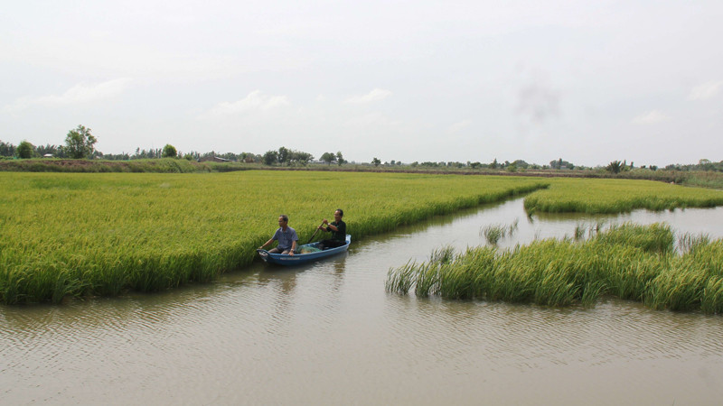 Trồng lúa tại tỉnh Bến Tre.