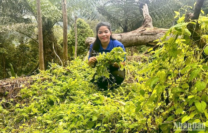 Giám đốc Hợp tác xã Nông nghiệp sinh thái Rừng Xanh Rau Sạch Koor Thị Nghệ bên vườn dược liệu vùng núi huyện Tây Giang.