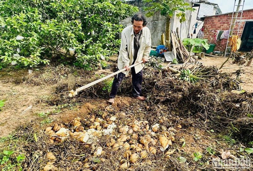 Không bán được củ đậu, ông Nguyễn Sáu đào hố chôn để dọn vườn làm vụ rau màu mới.