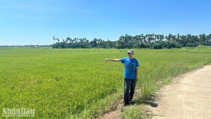 Chậm cấp "sổ đỏ" ảnh hưởng hiệu quả công tác dồn điền đổi thửa và đời sống dân sinh.