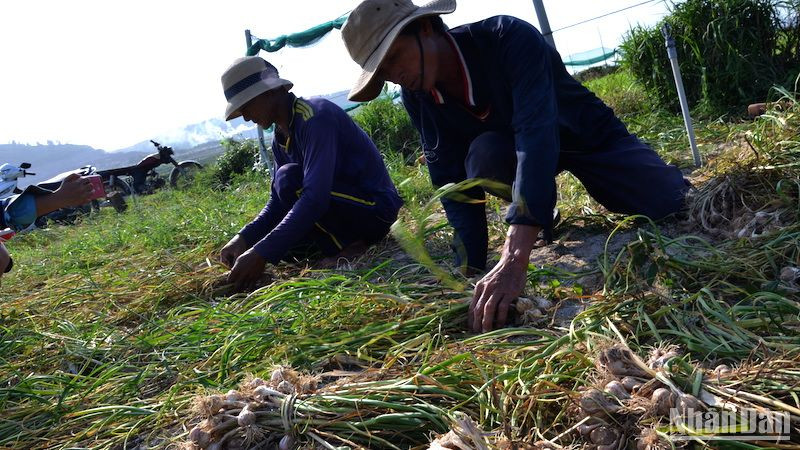 Nông dân đảo Lý Sơn thu hoạch tỏi vụ đông xuân.
