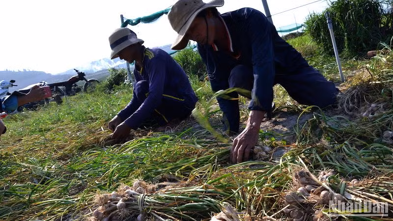 Nông dân đảo Lý Sơn thu hoạch tỏi vụ đông xuân.