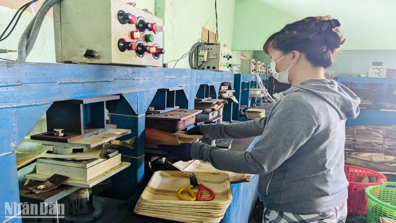Sản xuất đĩa, chén từ mo cau. Sản phẩm thân thiện môi trường được thị trường nước ngoài ưa chuộng