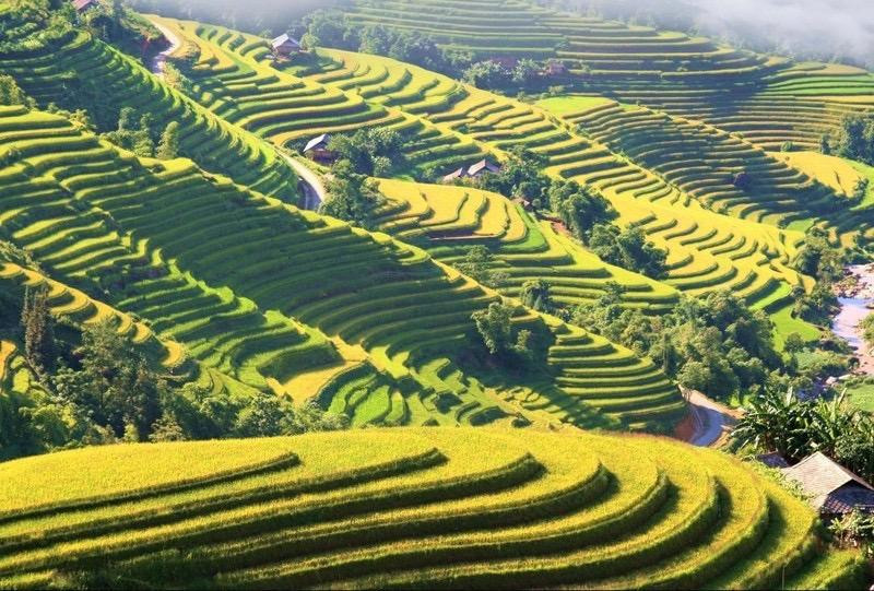Hà Giang đang tập trung phát triển các loại hình du lịch mạo hiểm, du lịch nghỉ dưỡng, du lịch homestay, bungalow. (Ảnh minh họa: Mùa vàng trên những thửa ruộng bậc thang Hoàng Su Phì)