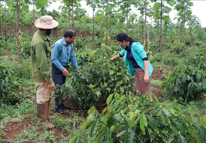 Cây cà phê là cây công nghiệp xóa đói giảm nghèo của đồng bào ở Tây Nguyên. (Ảnh: Hoài Nam/TTXVN)