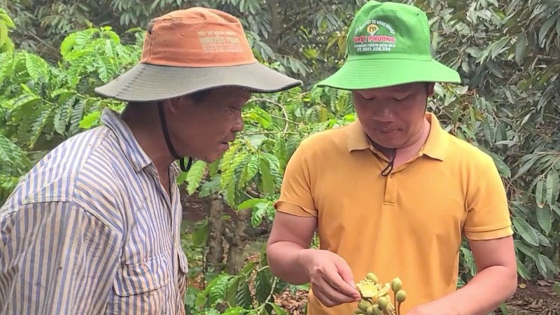 Ông Ngọc (bên trái) tìm hiểu nguyên nhân bông sầu riêng rụng hàng loạt.