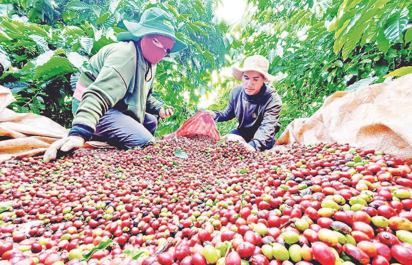 Phần lớn diện tích cà-phê xuất khẩu của tỉnh Gia Lai nằm ở "vùng an toàn" so với quy định của EU.