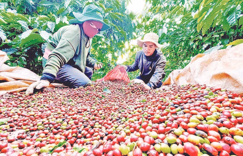 Phần lớn diện tích cà-phê xuất khẩu của tỉnh Gia Lai nằm ở "vùng an toàn" so với quy định của EU.