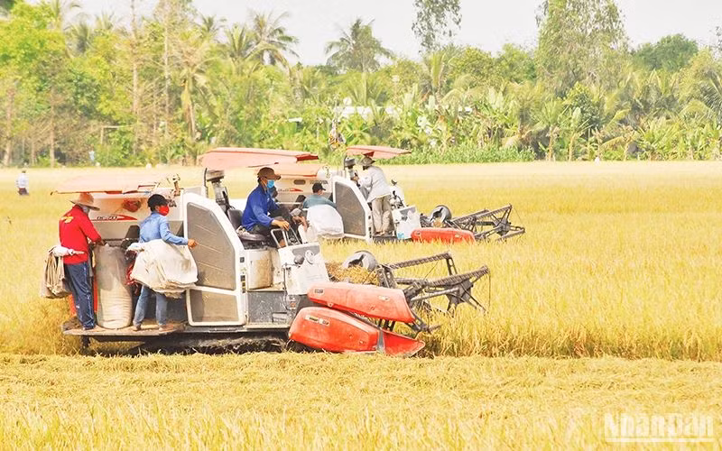 Thu hoạch lúa hè thu tại xã Hậu Mỹ Trinh, huyện Cái Bè, Tiền Giang. (Ảnh NGUYỄN SỰ)