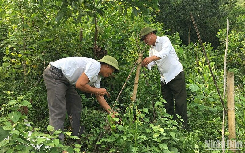 Trồng cây ba kích dưới tán lá rừng ở Thái Nguyên.