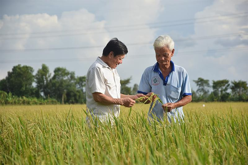 Cánh đồng lúa áp dụng bộ tiêu chuẩn SRP tại xã Bình Thành, huyện Lấp Vò, tỉnh Đồng Tháp chuẩn bị bước vào đợt thu hoạch. (Ảnh: HỮU NGHĨA)