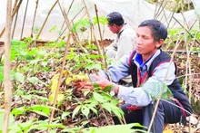 Chăm sóc cây sâm Ngọc Linh tại xã Măng Ri, tỉnh Quảng Ngãi.