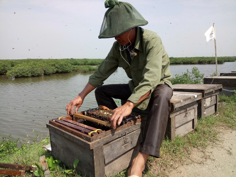 Nuôi ong ở vùng ngập mặn Xuân Thủy.