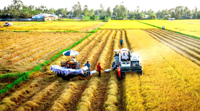 Đề án 1 triệu ha lúa phát thải thấp được kỳ vọng là hướng mở bền vững cho ngành hàng lúa gạo. 