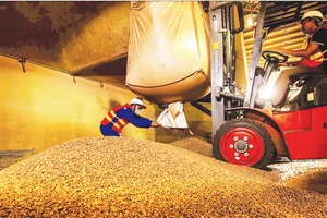 Chế biến cà-phê xuất khẩu tại Công ty Simexco DakLak. (Ảnh MINH ANH)