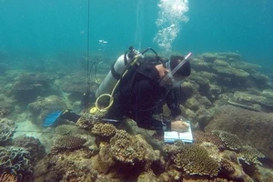 Giám sát sự phát triển, phục hồi của rạn san hô Côn Đảo. (Ảnh: TTXVN)