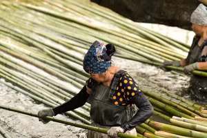 Ngâm tre là công đoạn đầu tiên trong quy trình xử lý nguyên liệu của làng nghề Xuân Lai, giúp tăng độ bền và tạo điều kiện để tre đạt màu sắc đặc trưng sau khi hun khói.
