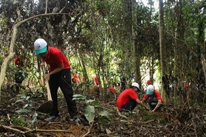 Trong ảnh: Các em học sinh và các tình nguyện viên tham gia trồng rừng tại Vườn quốc gia Bến En, tỉnh Thanh Hóa. (Ảnh: Trịnh Duy Hưng - TTXVN)