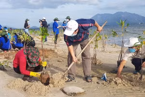 Các lực lượng tham gia trồng cây đước tại tỉnh Khánh Hòa. (Ảnh: VĨNH THÀNH)