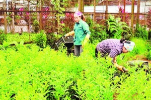 Phát triển sinh kế cho nhân dân ở vùng đệm Vườn quốc gia Ba Vì. (Ảnh: HẢI LÂM)