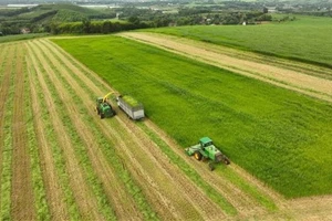 Ảnh minh họa. (Ảnh: Vũ Sinh - TTXVN)