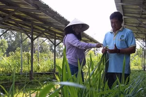 Trong ảnh: Cán bộ khuyến nông khảo sát mô hình sản xuất nông nghiệp tuần hoàn tại Hợp tác xã Mekong Ngũ Thường. (Ảnh: Hồng Thái - TTXVN)