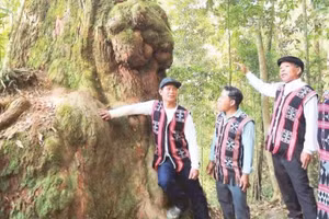 Rừng pơ mu ở xã Hùng Sơn trở thành điểm đến ưa thích của du khách trong và ngoài nước.