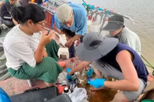 Các nhà nghiên cứu thu thập mẫu để phân tích, đánh giá tác động của rác thải nhựa với môi trường và sức khỏe con người. (Ảnh: THÚY HƯỜNG)