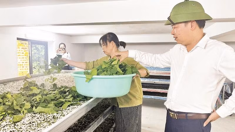 Liên minh Hợp tác xã tỉnh Cao Bằng khảo sát phát triển nghề trồng dâu, nuôi tằm tại phường Nùng Trí Cao.