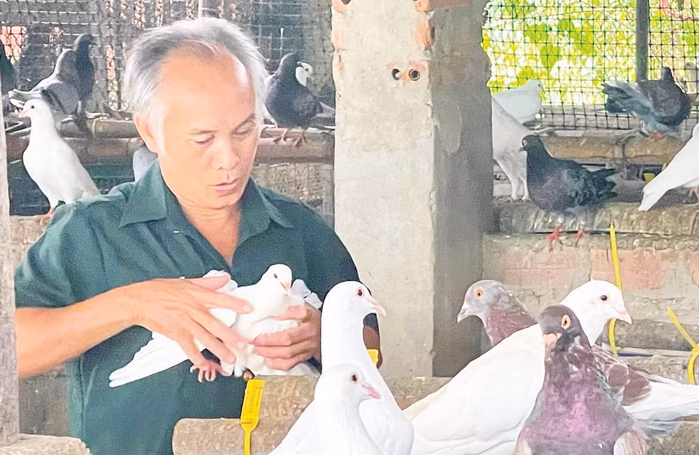 Ông Phạm Quốc Hải kiểm tra chất lượng giống đàn bồ câu của gia đình.