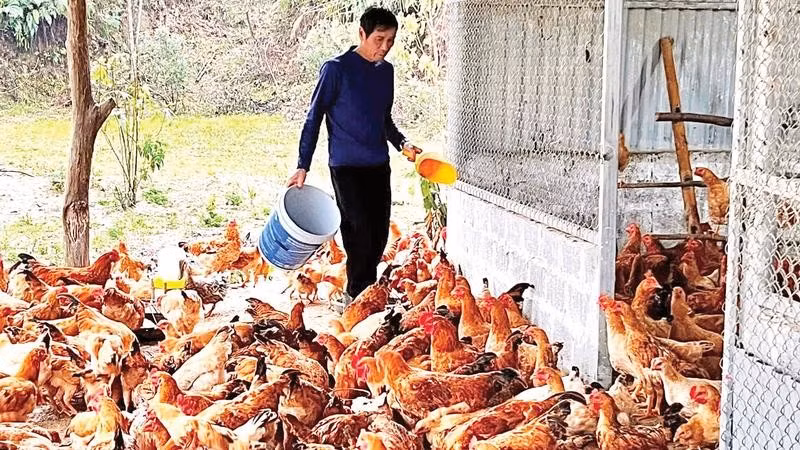 Ông Hoàng Văn Trường chăm sóc đàn gà của gia đình mình.