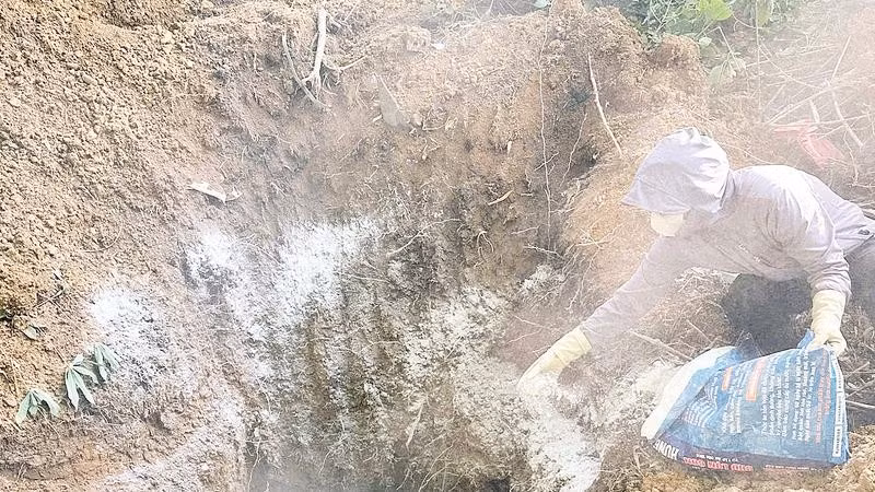 Người dân xã Thanh Nưa rắc vôi bột trong hố trước khi tiêu hủy lợn mắc bệnh dịch tả lợn châu Phi.