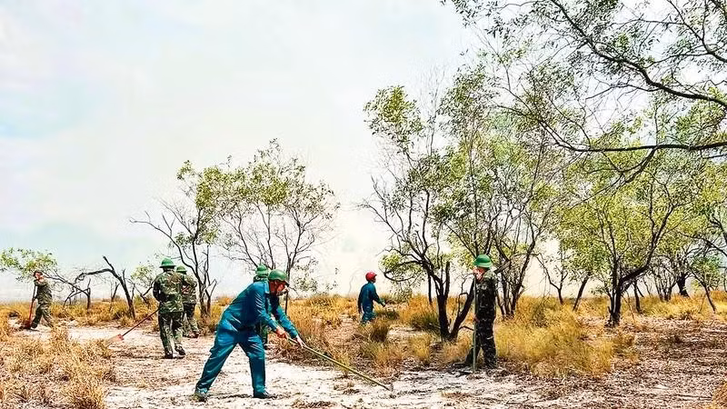 Nhiều diện tích rừng phòng hộ ven biển ở phía nam Quảng Trị lác đác cây keo tràm, trong khi lớp cỏ và cây bụi bên dưới phát triển mạnh, tiềm ẩn nguy cơ cháy rừng.