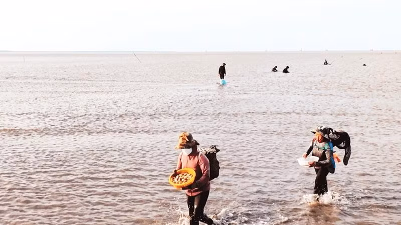 Bãi nghêu Cù Lao Dung rộng hơn 830 ha, nhưng nguồn lợi tự nhiên đang suy giảm, nhất là nghêu giống.