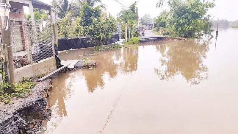 Triều cường kết hợp mưa lớn gây sạt lở một đoạn giao thông trên tuyến kênh 28, nước tràn vào bên trong nhà và vườn cây ăn trái của Nhân dân ở xã Hội Cư, tỉnh Đồng Tháp.