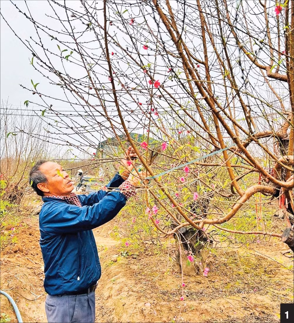 Những cây đào Nhật Tân luôn được khách đến xem và mua “tại vườn”.