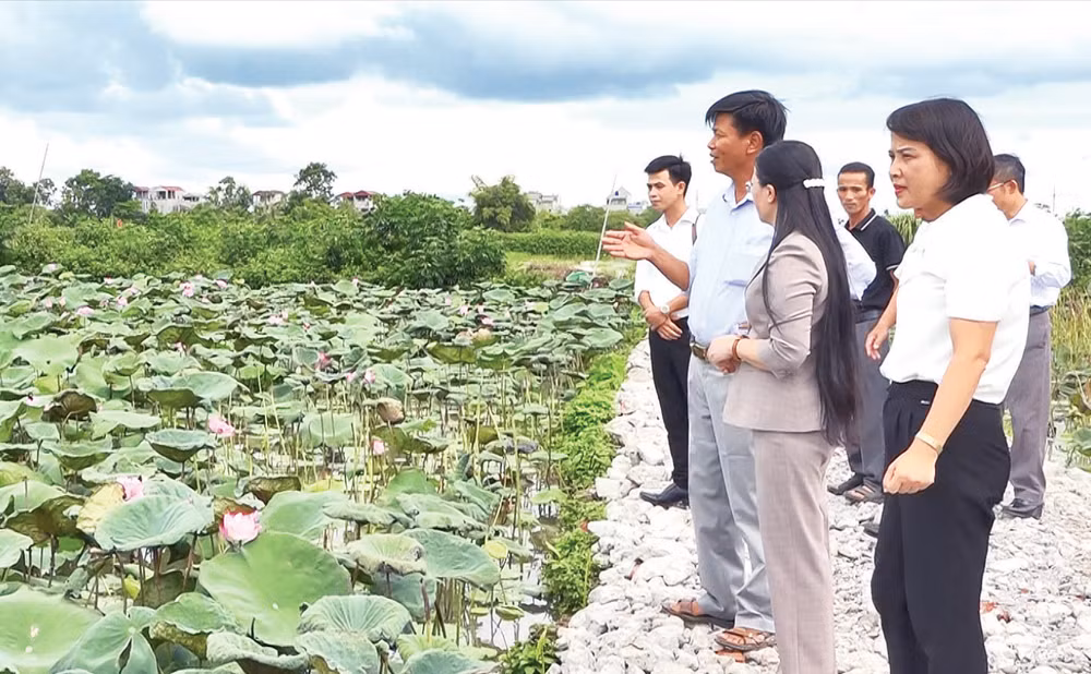 Nhiều mô hình sản xuất nông nghiệp tại Hà Nội phát huy hiệu quả kinh tế cao.