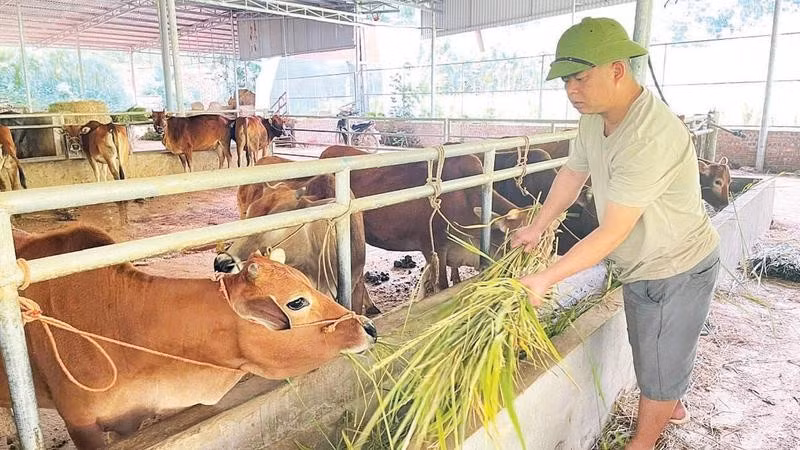 Anh Giàng Văn Tiến chăm sóc đàn bò.