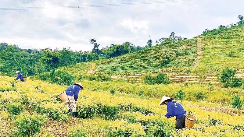 Thu hoạch chè ở Hợp tác xã Đông Trường Sơn, xã Kon Plong.