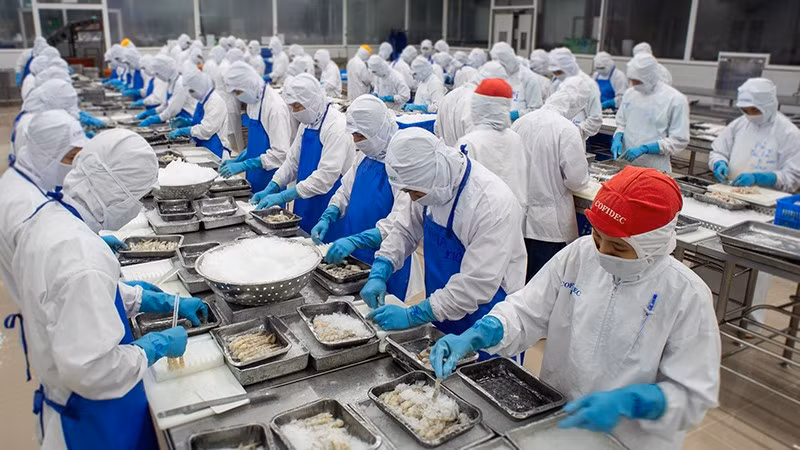 Chế biến một mặt hàng thủy sản phục vụ khẩu tại Công ty Phát triển Kinh tế Duyên Hải (Cofidec) ở khu vực Thành phố Hồ Chí Minh (trước đây).