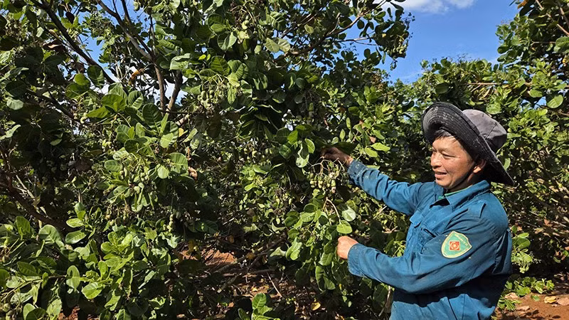 Người dân ở xã Phú Riềng (Đồng Nai) chăm sóc cây điều trong thời kỳ ra hoa, đậu trái vụ đầu năm 2026.