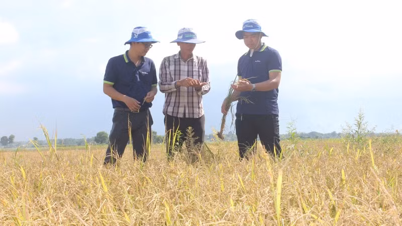 tay-ninh-3.jpg