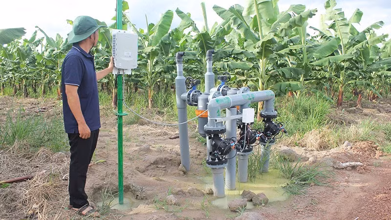 Theo dõi tiến trình tăng trưởng, phát triển của cây chuối công nghệ cao phục vụ xuất khẩu tại một trang trại ở khu vực tỉnh Bình Dương trước đây. (Ảnh: CTV)