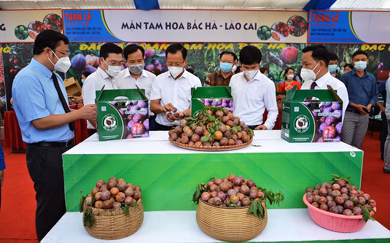 Xúc tiến tiêu thụ mận tam hoa Bắc Hà, tỉnh Lào Cai. Ảnh: Quốc Hồng