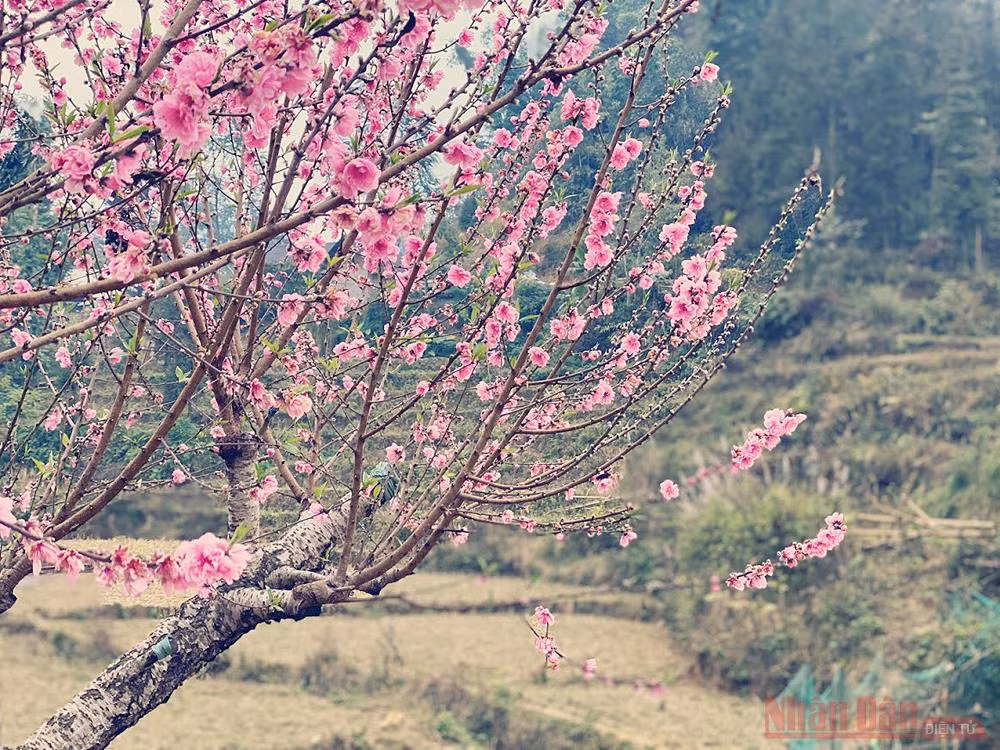 “Thập lý đào hoa” trên “cao nguyên trắng” Bắc Hà -0