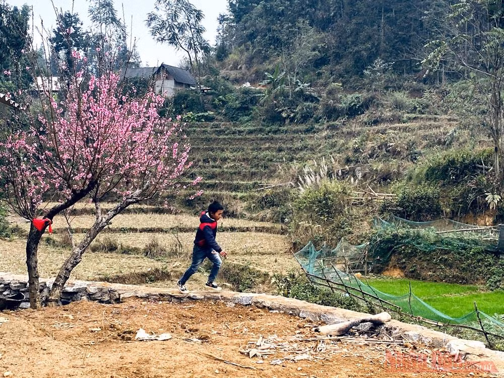 “Thập lý đào hoa” trên “cao nguyên trắng” Bắc Hà -0