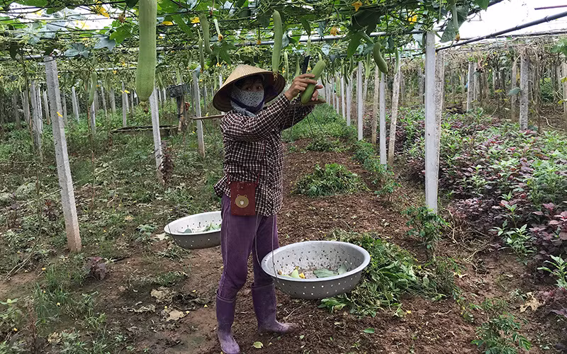 Thu hoạch rau màu tại huyện Phúc Thọ.