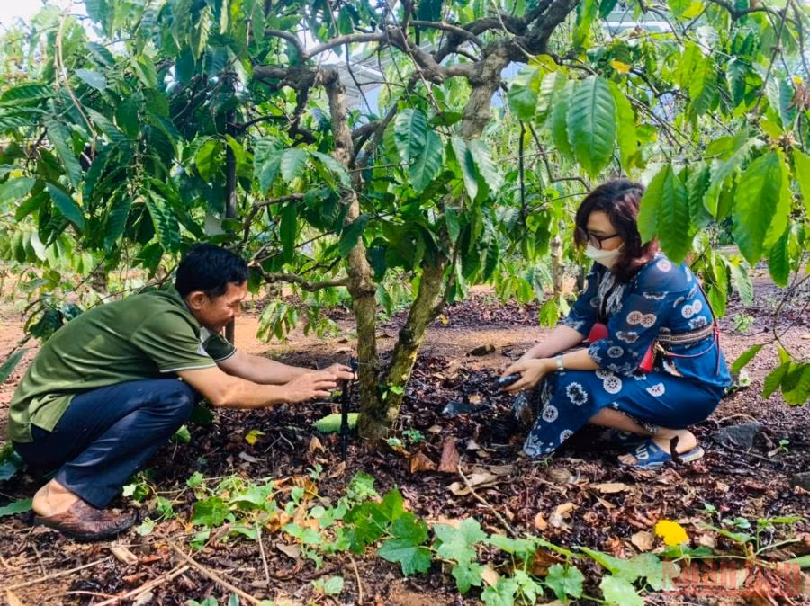 Ông Trương Hoàng Trung, xã Quảng Hiệp, huyện Cư M’gar, Đắk Lắk giới thiệu mô hình tưới tiết kiệm nước cho cây cà-phê. (Ảnh: Công Lý)