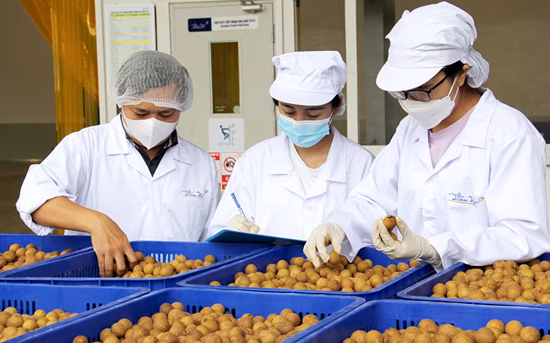 Công nhân Công ty cổ phần chế biến thực phẩm sạch Vân Hồ, thuộc Tập đoàn TH TrueMilk phân loại nhãn trước khi đưa vào chế biến. Ảnh: NGỌC TUẤN